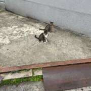 ヒメ日記 2025/11/15 22:14 投稿 七緒　いおり Oasis(薬研堀)