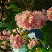 ヒメ日記 2026/04/13 14:14 投稿 七緒　いおり Oasis(薬研堀)