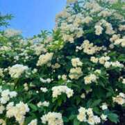 ヒメ日記 2026/04/16 23:14 投稿 七緒　いおり Oasis(薬研堀)