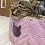 ヒメ日記 2026/04/18 01:54 投稿 七緒　いおり Oasis(薬研堀)