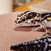 ヒメ日記 2025/04/08 00:26 投稿 みらい☆キレイ系美少女 那須塩原美少女図鑑