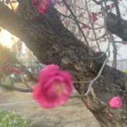 ヒメ日記 2026/01/30 17:57 投稿 みさ 人妻小旅行