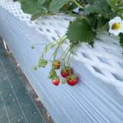 ヒメ日記 2026/03/28 17:50 投稿 小倉　百合 メンズエステ那須塩原