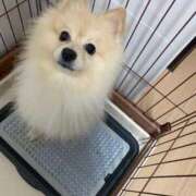 ヒメ日記 2026/01/12 15:04 投稿 なこ ミセス ファースト -お姉さん・若妻専門店-