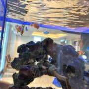 ヒメ日記 2025/11/02 20:12 投稿 ちふゆ☆ 豊橋豊川ちゃんこ