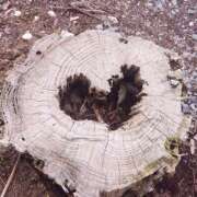 ヒメ日記 2025/01/29 11:23 投稿 きっか バイオレンス