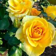 ヒメ日記 2025/01/30 07:58 投稿 向井みふゆ 五十路マダム 岐阜店