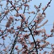 ヒメ日記 2025/03/30 08:58 投稿 向井みふゆ 五十路マダム 岐阜店