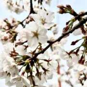 ヒメ日記 2025/04/05 08:20 投稿 向井みふゆ 五十路マダム 岐阜店