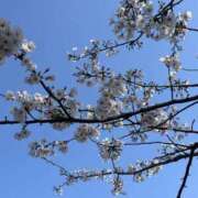 ヒメ日記 2025/04/08 13:02 投稿 向井みふゆ 五十路マダム 岐阜店