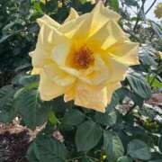 ヒメ日記 2025/05/12 17:26 投稿 向井みふゆ 五十路マダム 岐阜店