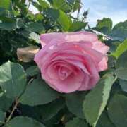 ヒメ日記 2025/05/17 17:16 投稿 向井みふゆ 五十路マダム 岐阜店