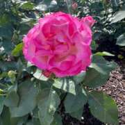 ヒメ日記 2025/05/19 14:04 投稿 向井みふゆ 五十路マダム 岐阜店