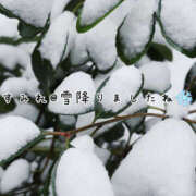 純怜 何を思い出しますか？ 琥珀（こはく）