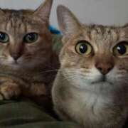 ヒメ日記 2025/11/07 23:00 投稿 うるか 逆電車ごっこ ～GLAMOROUS TRAIN～