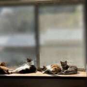 ヒメ日記 2026/04/03 23:20 投稿 うるか 逆電車ごっこ ～GLAMOROUS TRAIN～