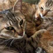 ヒメ日記 2026/04/07 02:30 投稿 うるか 逆電車ごっこ ～GLAMOROUS TRAIN～