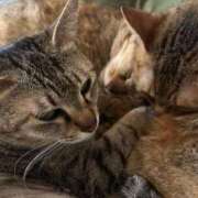 ヒメ日記 2026/04/21 21:00 投稿 うるか 逆電車ごっこ ～GLAMOROUS TRAIN～