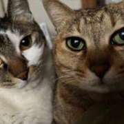 ヒメ日記 2026/04/22 21:20 投稿 うるか 逆電車ごっこ ～GLAMOROUS TRAIN～