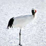 ヒメ日記 2025/02/28 09:02 投稿 来瞳(くるみ) PLUS梅田店