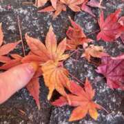 ヒメ日記 2025/12/22 09:20 投稿 平井すみれ 一夜妻