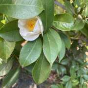 ヒメ日記 2025/03/29 00:21 投稿 つばき 和風ぱみゅぱみゅ総本舗