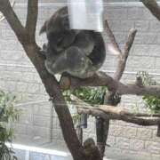 ヒメ日記 2025/10/17 19:11 投稿 つばき 和風ぱみゅぱみゅ総本舗