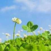 牧瀬 🍀7日🍀 熟女の風俗最終章 新横浜店