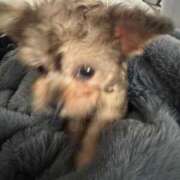 ヒメ日記 2025/04/09 02:43 投稿 みいあ★今世紀最大のリピート率 渋谷S級素人清楚系デリヘル chloe