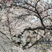 ヒメ日記 2025/04/06 20:29 投稿 みれい 金瓶梅-きんぺいぱい-