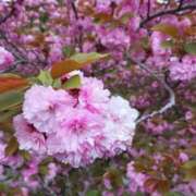 ヒメ日記 2025/04/23 08:16 投稿 みれい 金瓶梅-きんぺいぱい-