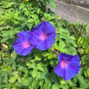 ヒメ日記 2025/06/17 18:06 投稿 みれい 金瓶梅-きんぺいぱい-