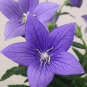 ヒメ日記 2025/09/03 11:07 投稿 みれい 金瓶梅-きんぺいぱい-