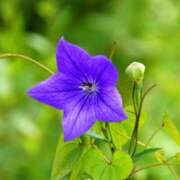 ヒメ日記 2025/09/05 08:23 投稿 みれい 金瓶梅-きんぺいぱい-