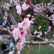 ヒメ日記 2026/04/04 16:26 投稿 みれい 金瓶梅-きんぺいぱい-