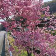 ヒメ日記 2026/04/04 16:23 投稿 みれい 金瓶梅-きんぺいぱい-