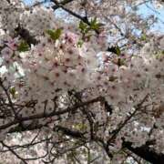 ヒメ日記 2026/04/06 11:13 投稿 みれい 金瓶梅-きんぺいぱい-