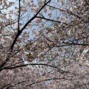 ヒメ日記 2026/04/06 11:16 投稿 みれい 金瓶梅-きんぺいぱい-