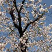 ヒメ日記 2026/04/06 11:34 投稿 みれい 金瓶梅-きんぺいぱい-