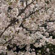 ヒメ日記 2026/04/06 11:37 投稿 みれい 金瓶梅-きんぺいぱい-