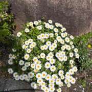 ヒメ日記 2026/04/07 02:07 投稿 みれい 金瓶梅-きんぺいぱい-