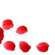 ヒメ日記 2025/02/11 08:06 投稿 りの TSUBAKI（水戸）