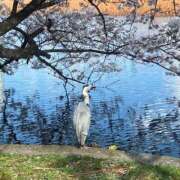 ヒメ日記 2025/04/07 16:51 投稿 ひなの ハンドキャンパス池袋