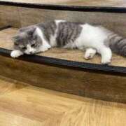 ヒメ日記 2025/12/24 12:03 投稿 しらつゆ 丸妻 新横浜店