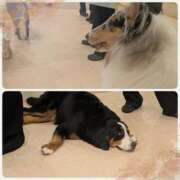 ヒメ日記 2025/01/06 09:12 投稿 町田ゆいこ(まちだゆいこ) 五十路マダムエクスプレス厚木店(カサブランカグループ)