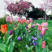 ヒメ日記 2025/01/06 16:49 投稿 御幸（みゆき） 丸妻 錦糸町店