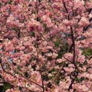 ヒメ日記 2025/03/03 17:16 投稿 御幸（みゆき） 丸妻 錦糸町店