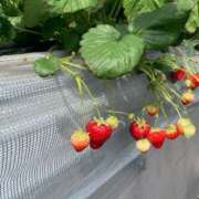 ヒメ日記 2026/01/11 14:09 投稿 御幸（みゆき） 丸妻 錦糸町店