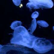 ヒメ日記 2025/03/29 19:44 投稿 にこ姫 螢