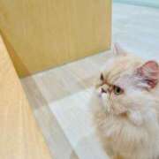 にこ姫 こんにちわ！ 螢